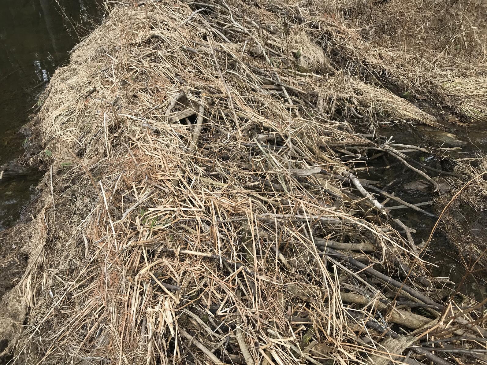 Close-up photo of a beaver dam made of sedges, grasses, sticks, mud, and rocks. 