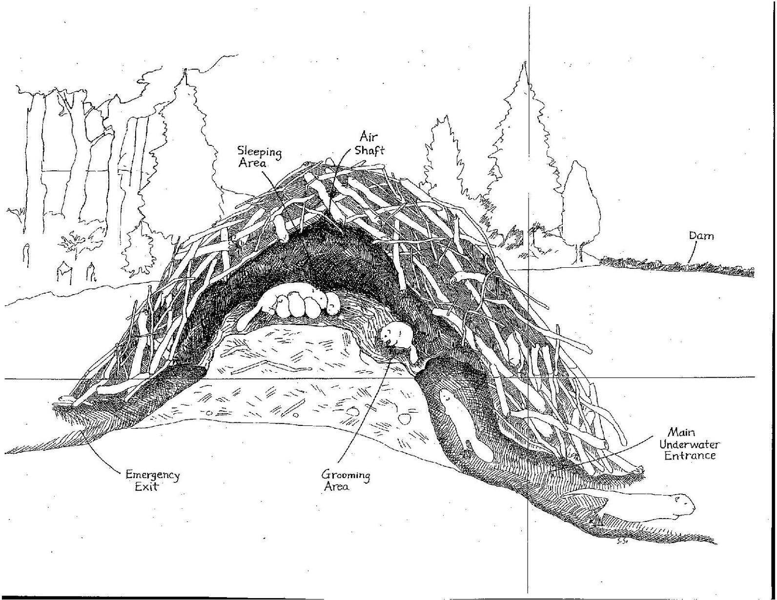 Black and white illustration of a beaver lodge in cross-section, featuring the main underwater exit, an alternative emergency exit, a grooming area, a ventilation hole, and an underwater cache of food. A family of beavers are inside the lodge. 