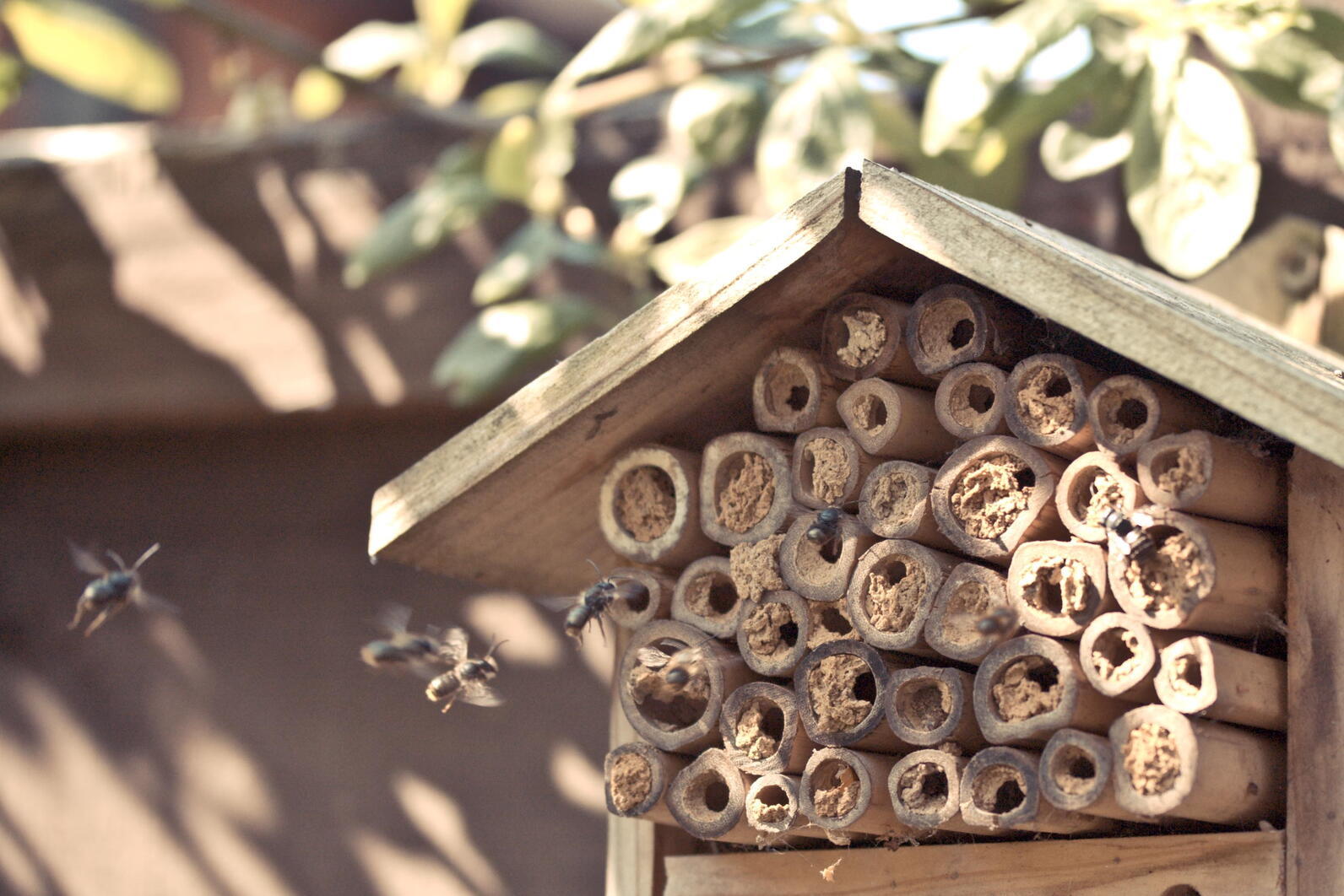 Pollinators utilize a nest block, built from bamboo stakes. Pollinators utilize a nest block, built from bamboo stakes.