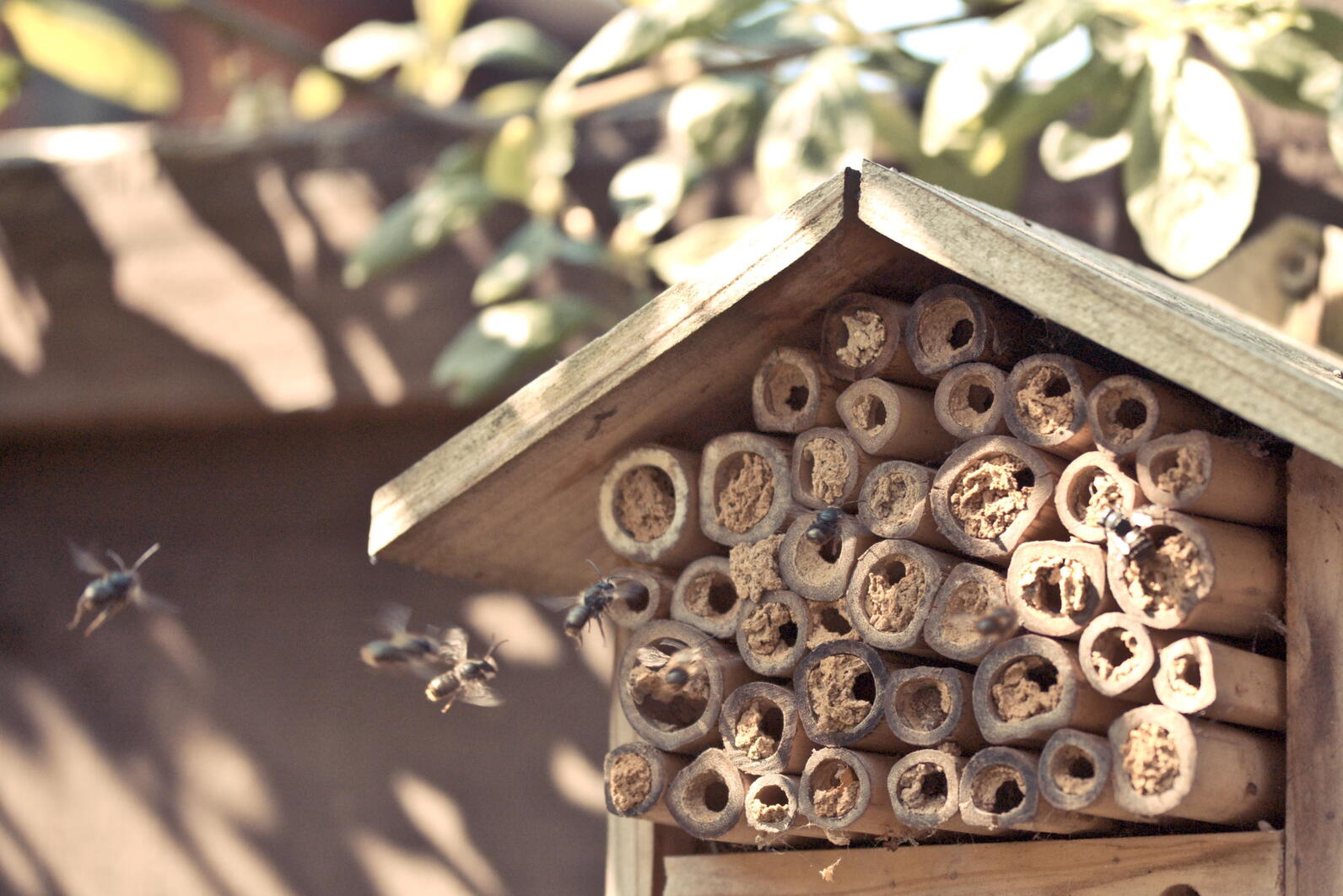 Pollinators utilize a nest block, built from bamboo stakes. 