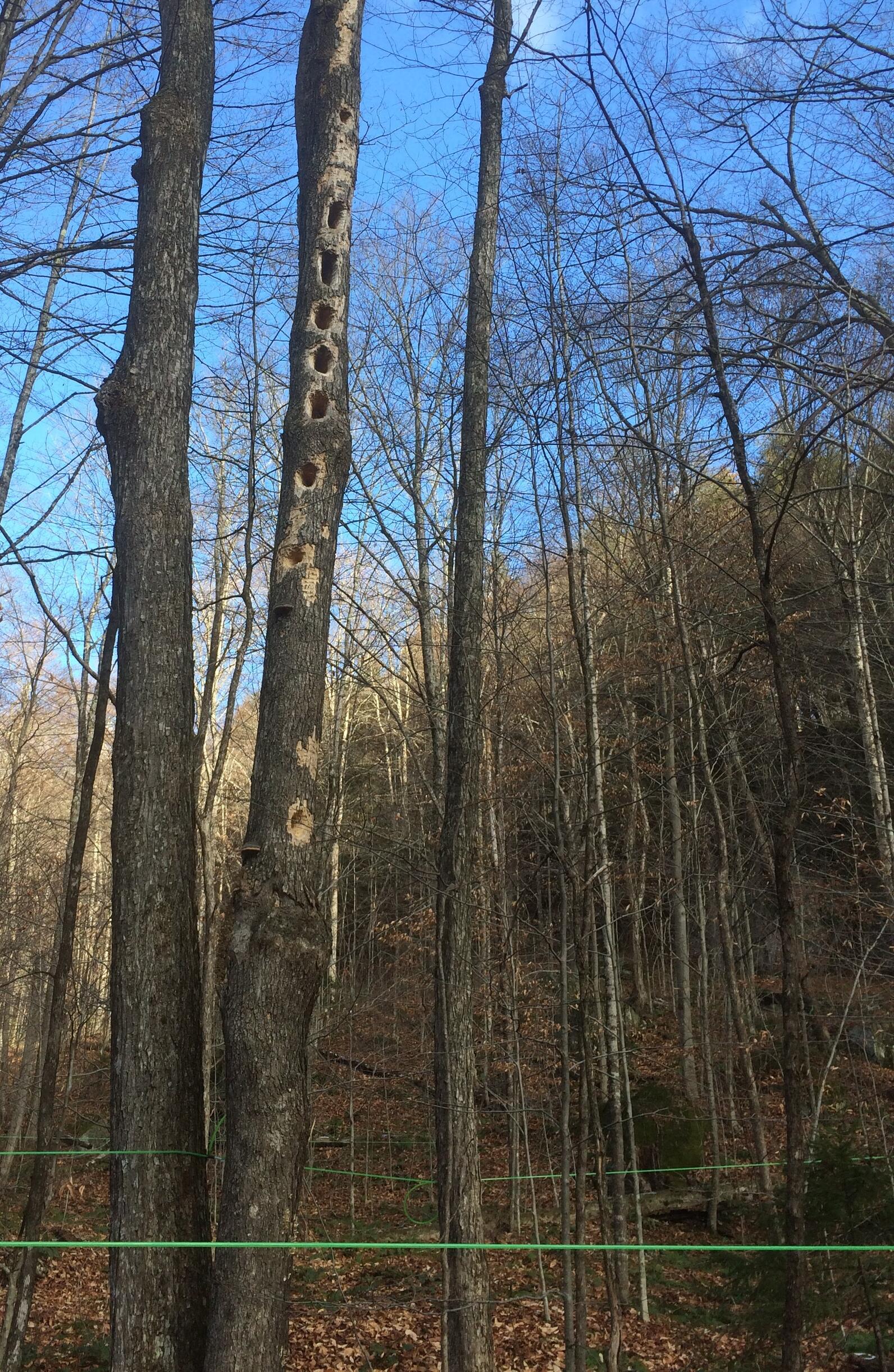 Standing dead tree with holes made by Pileated Woodpecker