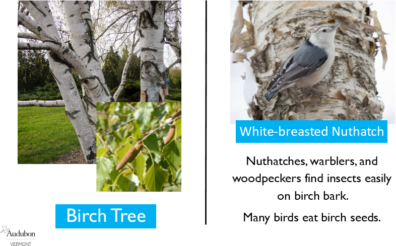 Paper Birch and White-breasted Nuthatch