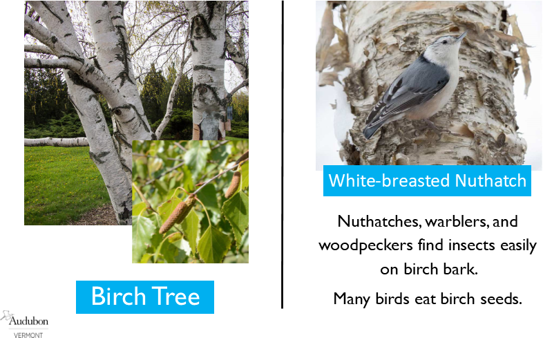 Paper Birch and White-breasted Nuthatch Paper Birch and White-breasted Nuthatch