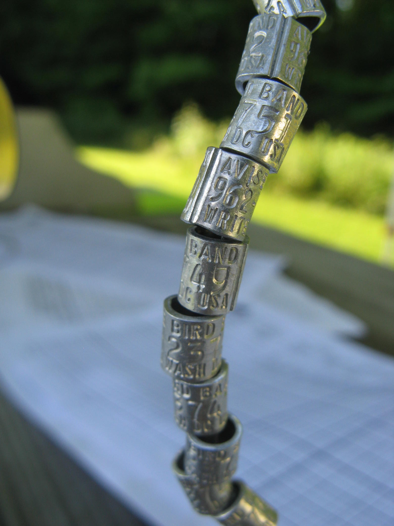 A string of ten bird bands hang within easy reach at the bird banding station. 