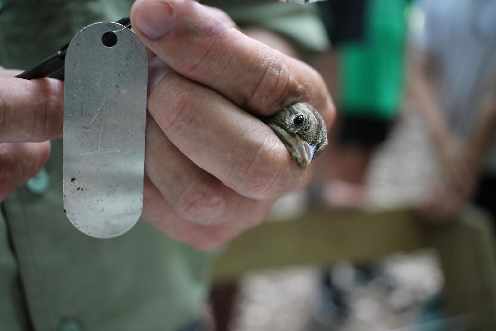 Bird Banding Bird Banding
