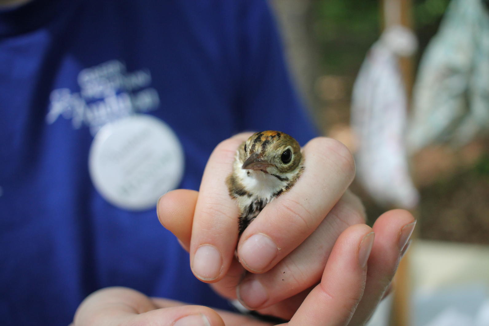 Bird Banding Bird Banding