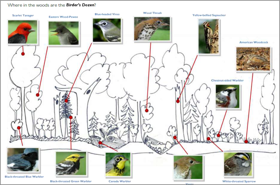 A diagram outlining the Birder's Dozen priority bird species and the areas of the woods that they prefer.