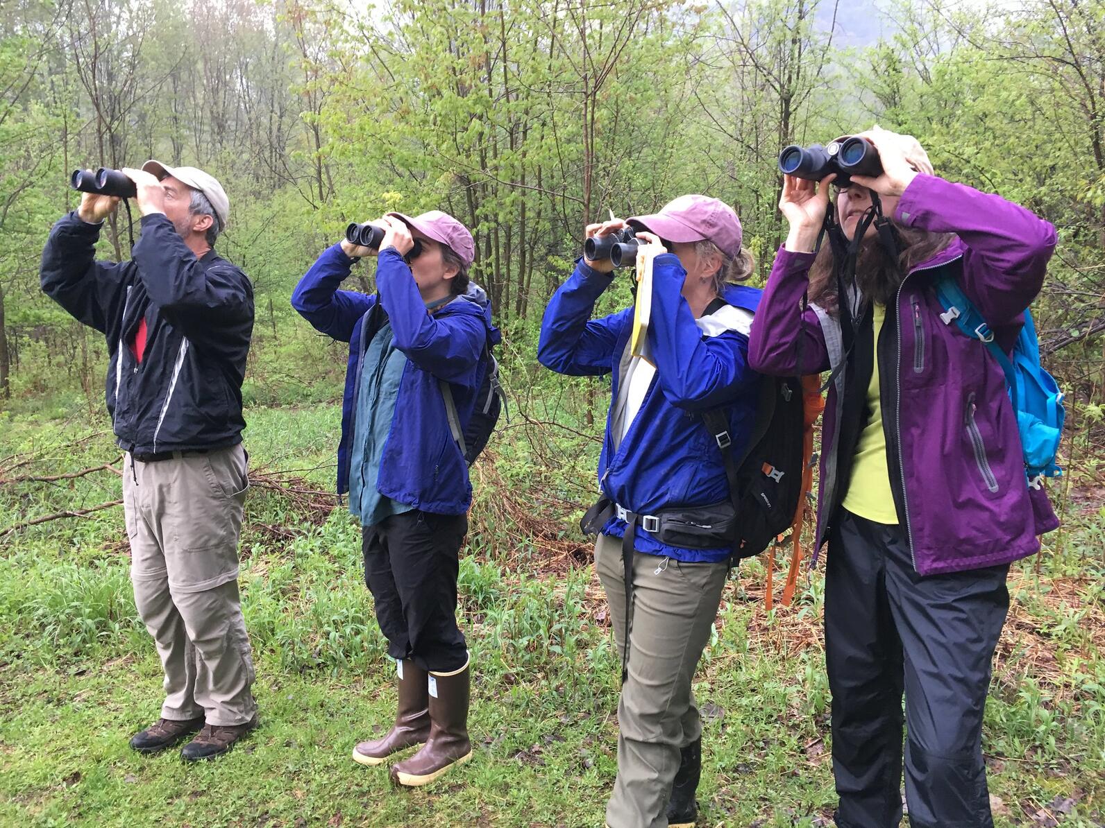 A small group of birders scans the treetops for birds, binoculars held to their eyes.
