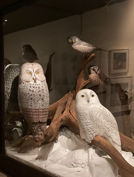 Birds of Vermont Museum