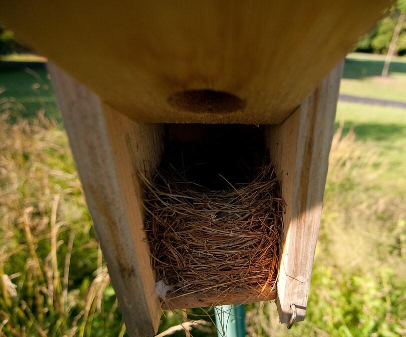 An interior view of a wooden-nest box. A large cup nest made of grass sits inside.