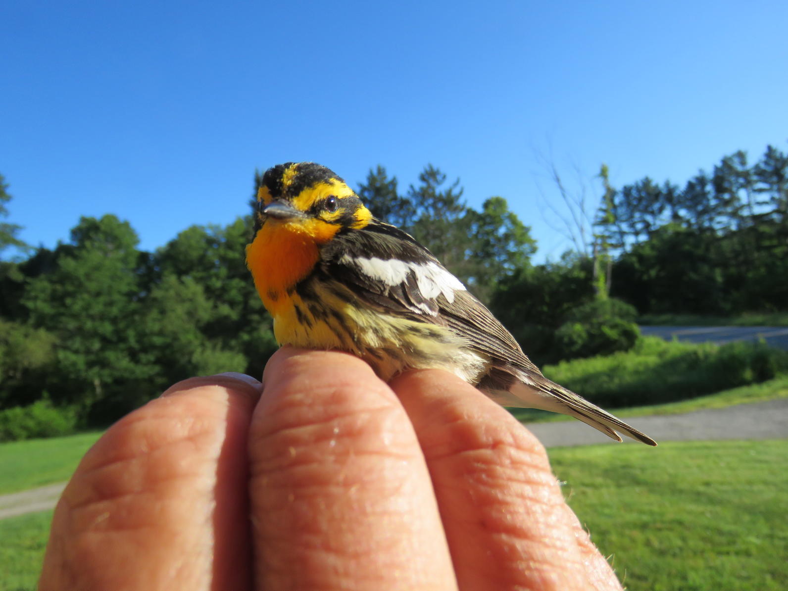 Blackburnian Warbler Blackburnian Warbler