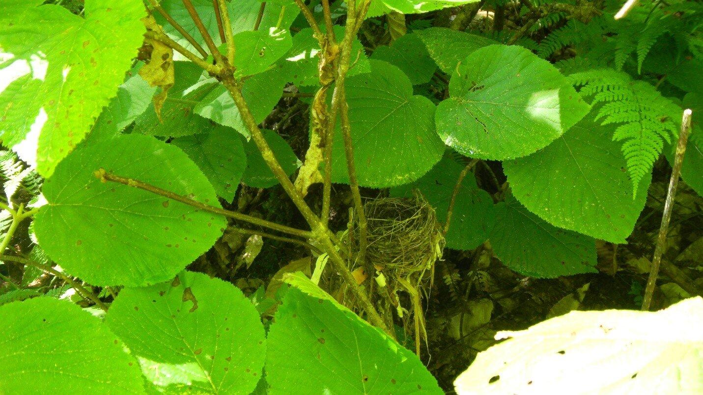A Black-throated Blue Warbler nest tucked away in a patch of hobblebush (Viburnum lantanoides). A Black-throated Blue Warbler nest tucked away in a patch of hobblebush (Viburnum lantanoides).