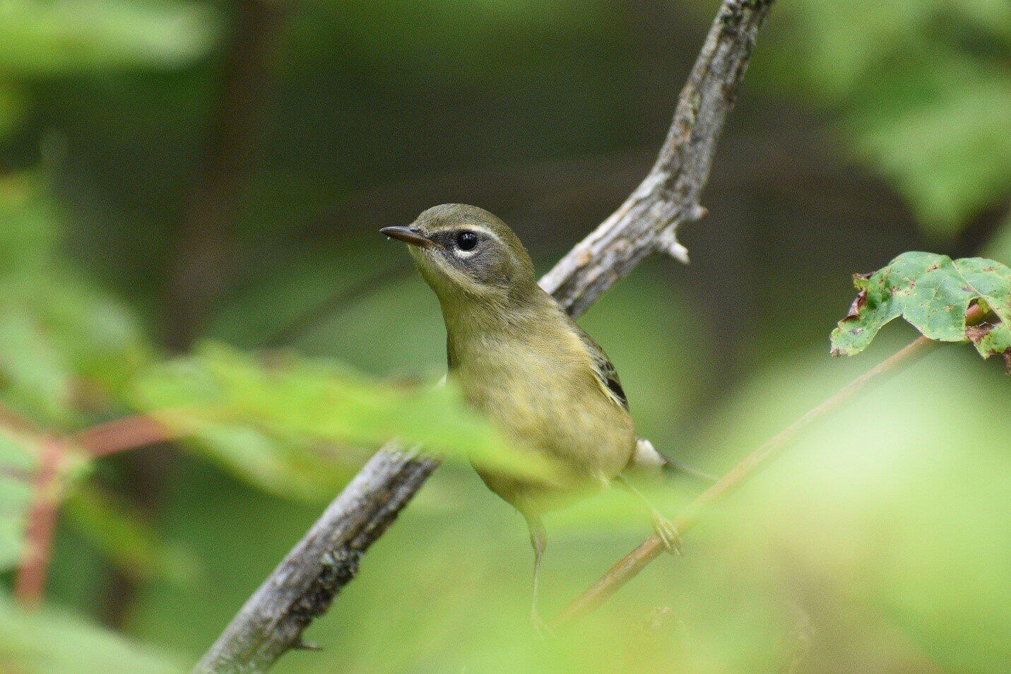 An alert female Black-throated Blue Warbler An alert female Black-throated Blue Warbler peers out from the underbrush at a passing intruder to her nesting territory.