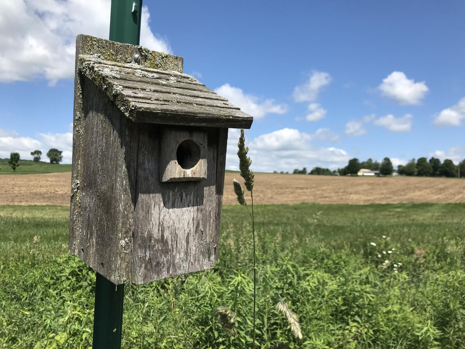 A Tree Swallow or Eastern Bluebird box installed at a bird-friendly farm next to a hayed field. 