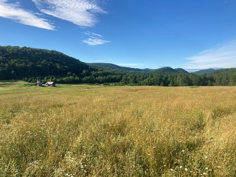 A Vermont hayfield hosts nesting Bobolinks.