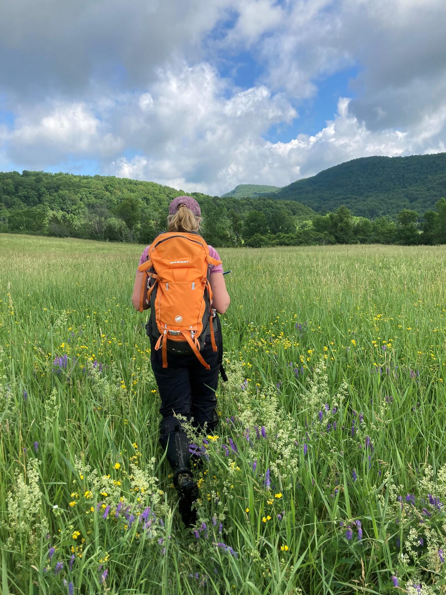 A woman conservation scientist wearing an orange backpack walks through a field to survey for Bobolinks. 