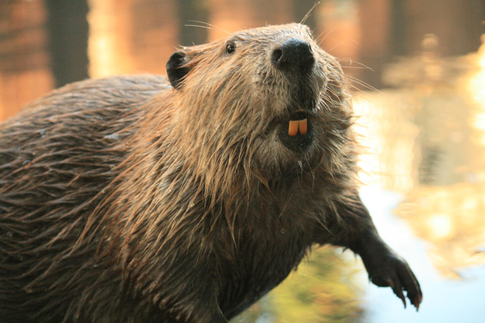 Beaver Teeth Human