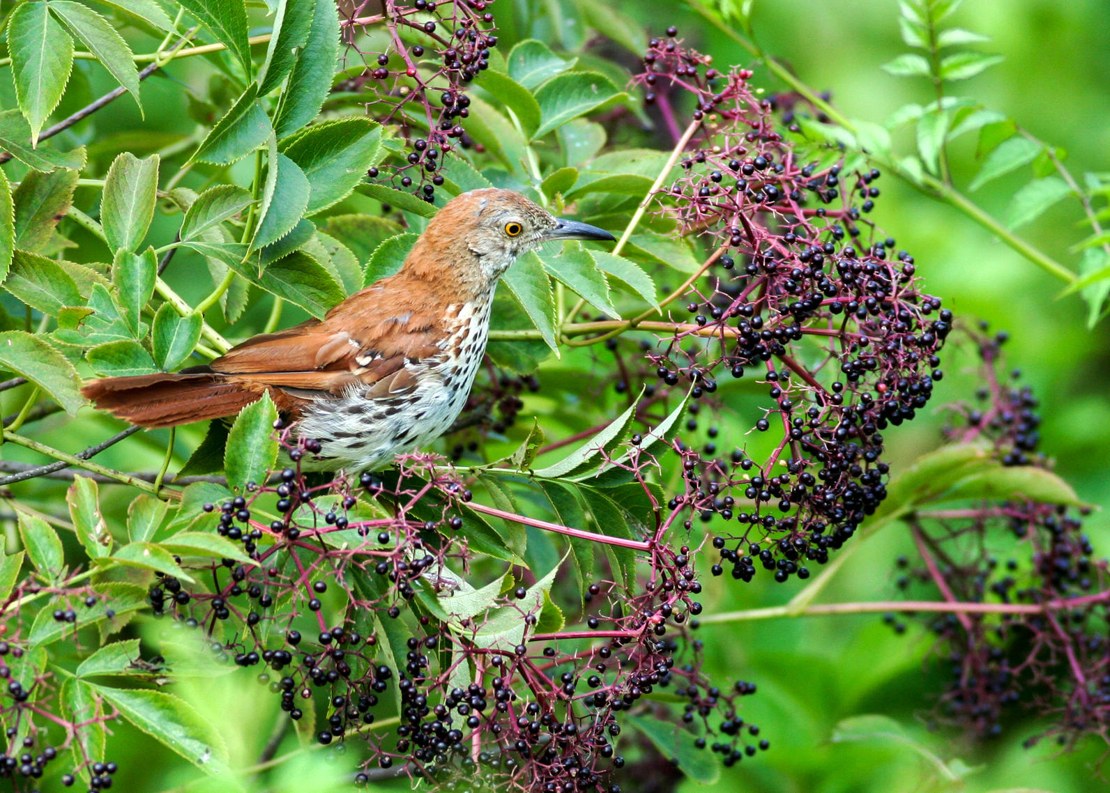Brown-thrasher with Common Elderberry