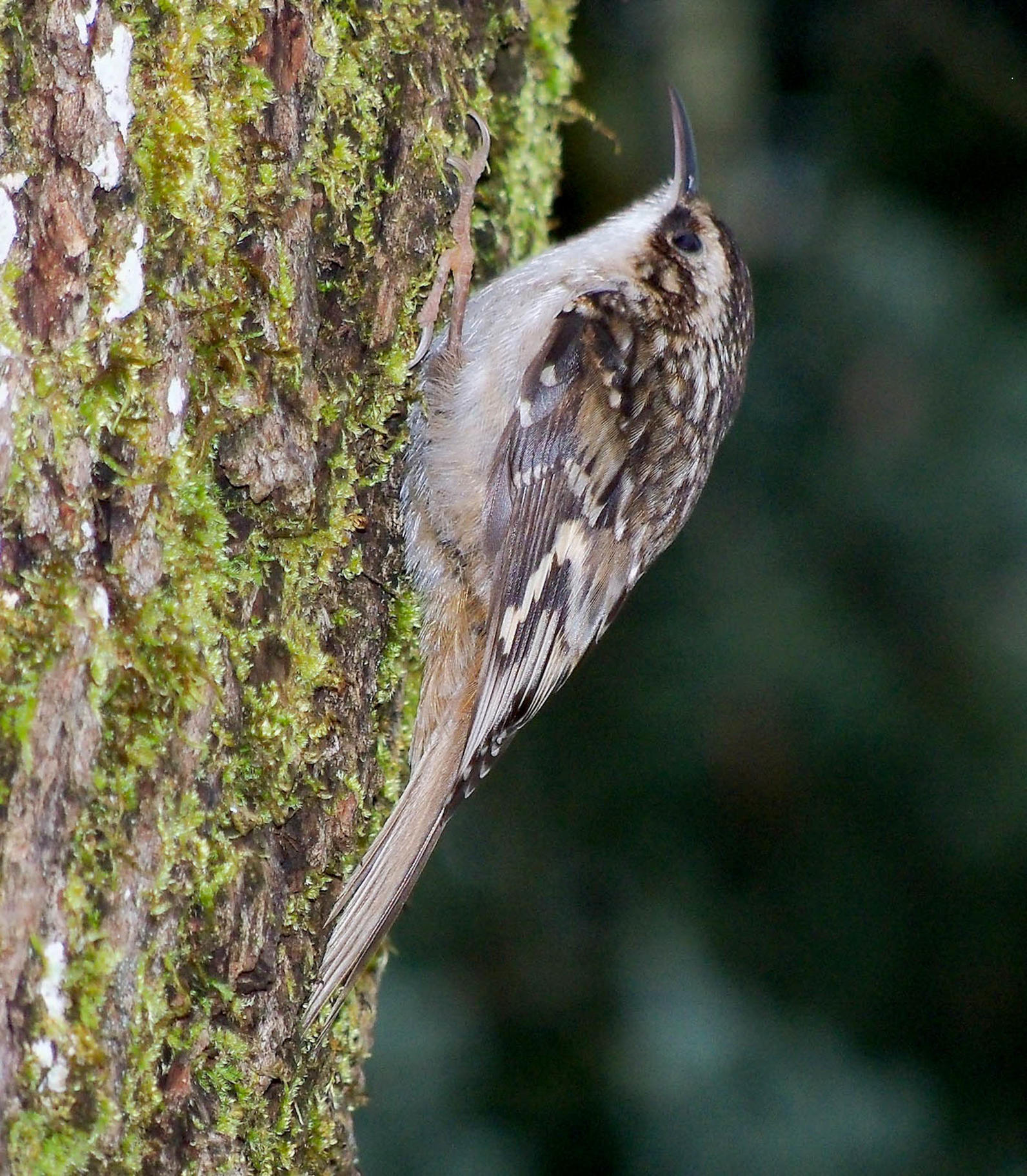 Brown Creeper Brown Creeper