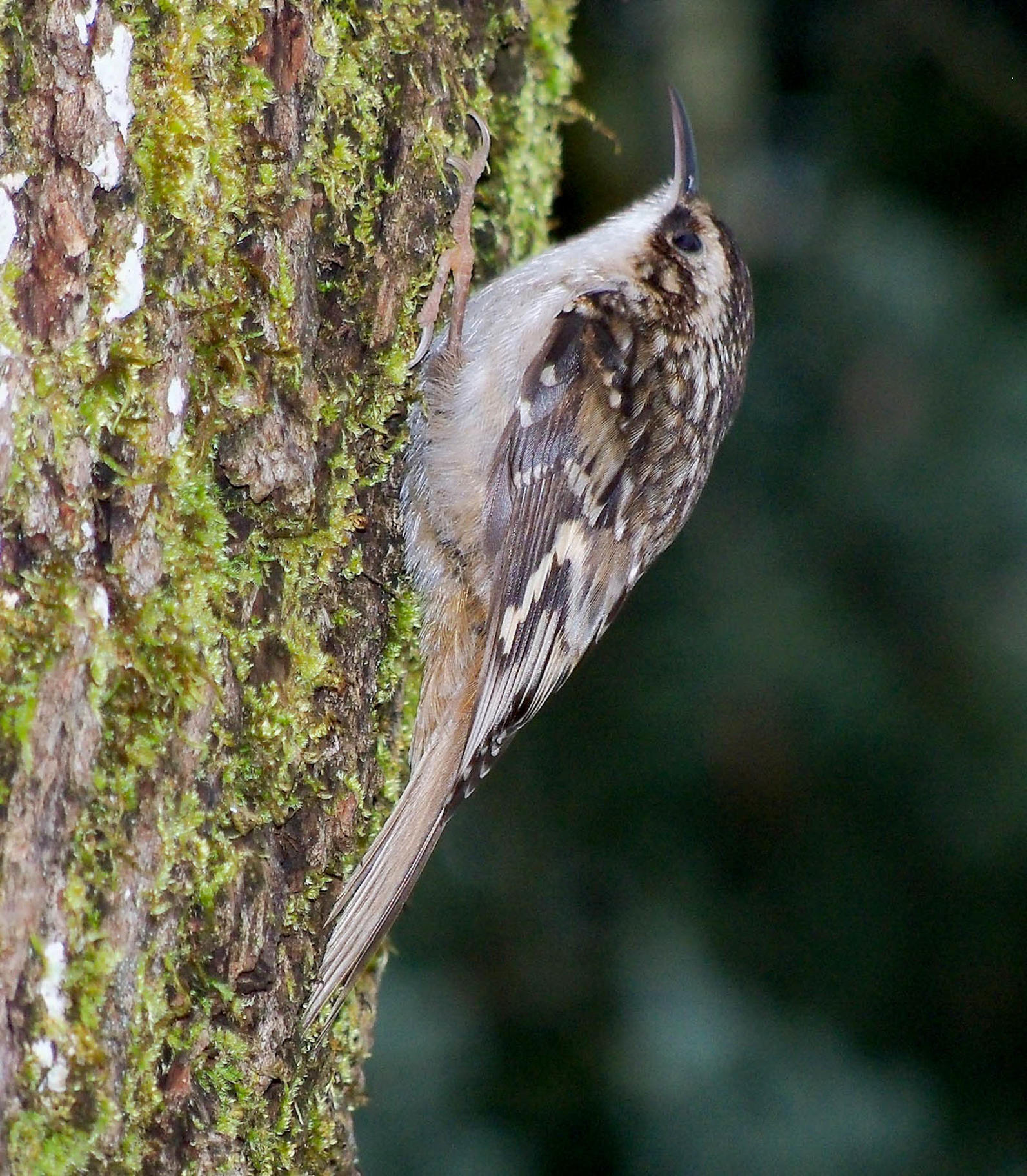 Brown Creeper