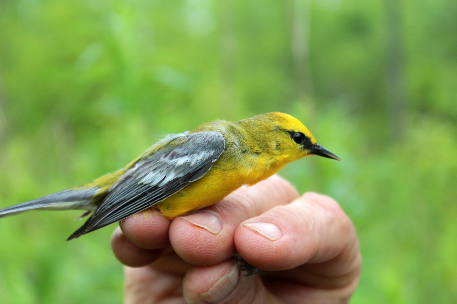 Blue-winged Warbler Blue-winged Warbler