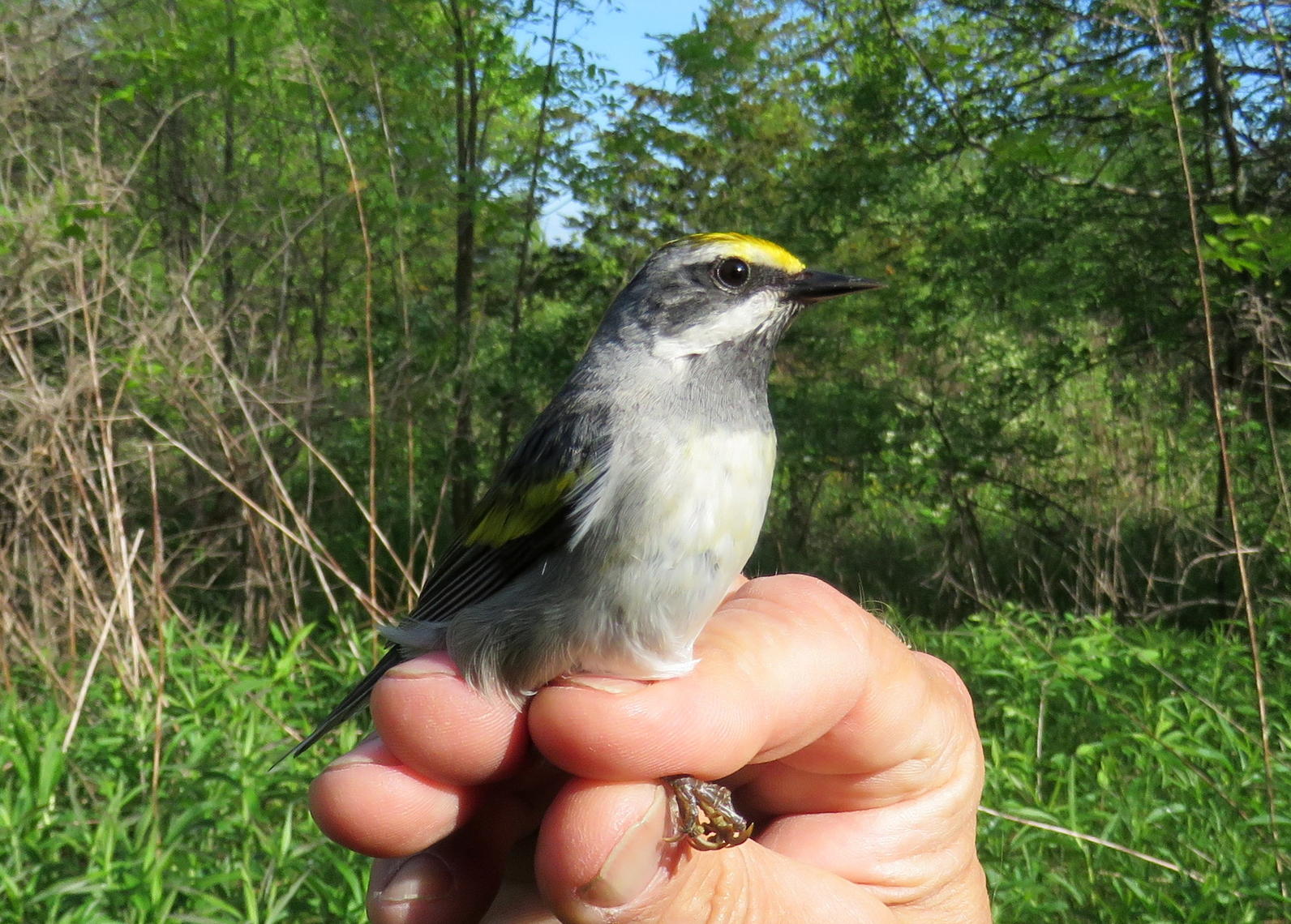 Golden-Winged Warbler Golden-Winged Warbler