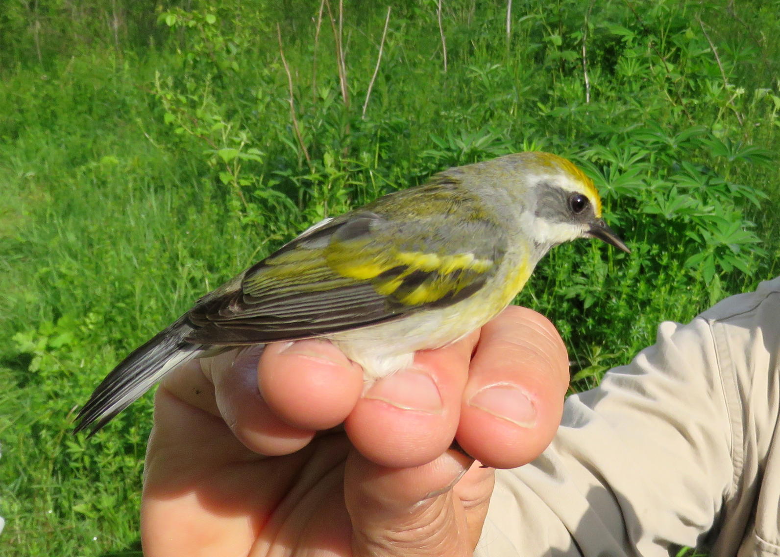 winged-warbler