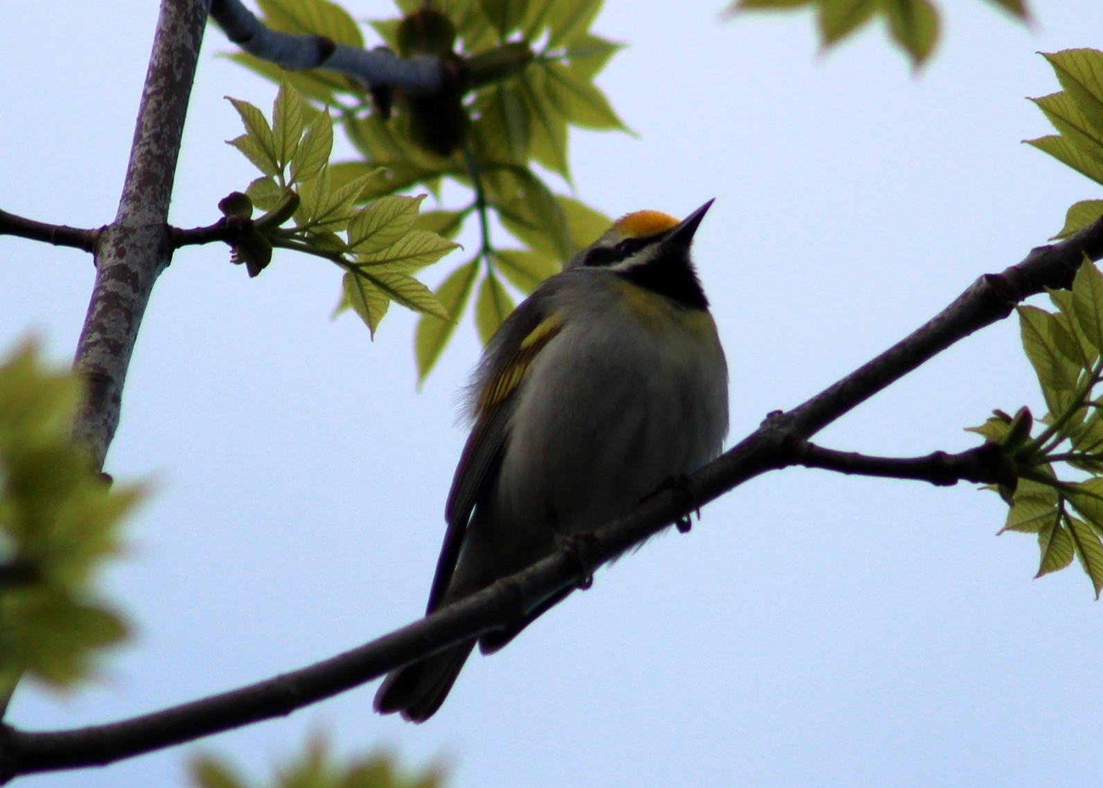 warbler hybrid warbler hybrid