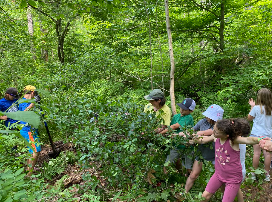 Campers pulling invasive