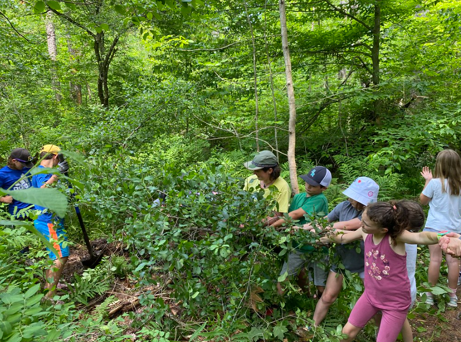 Campers pulling invasive Campers pulling invasive