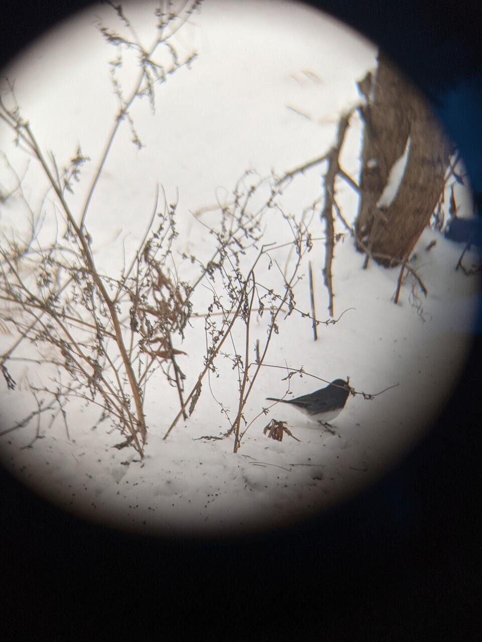 A Dark-eyed Junco looks for food along the side of a snowy road. 