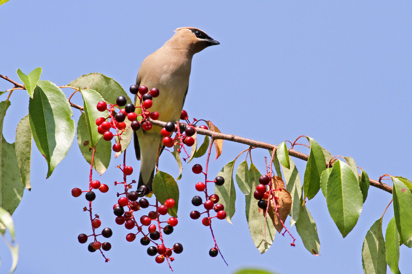 Cedar Waxwing with Black Cherry