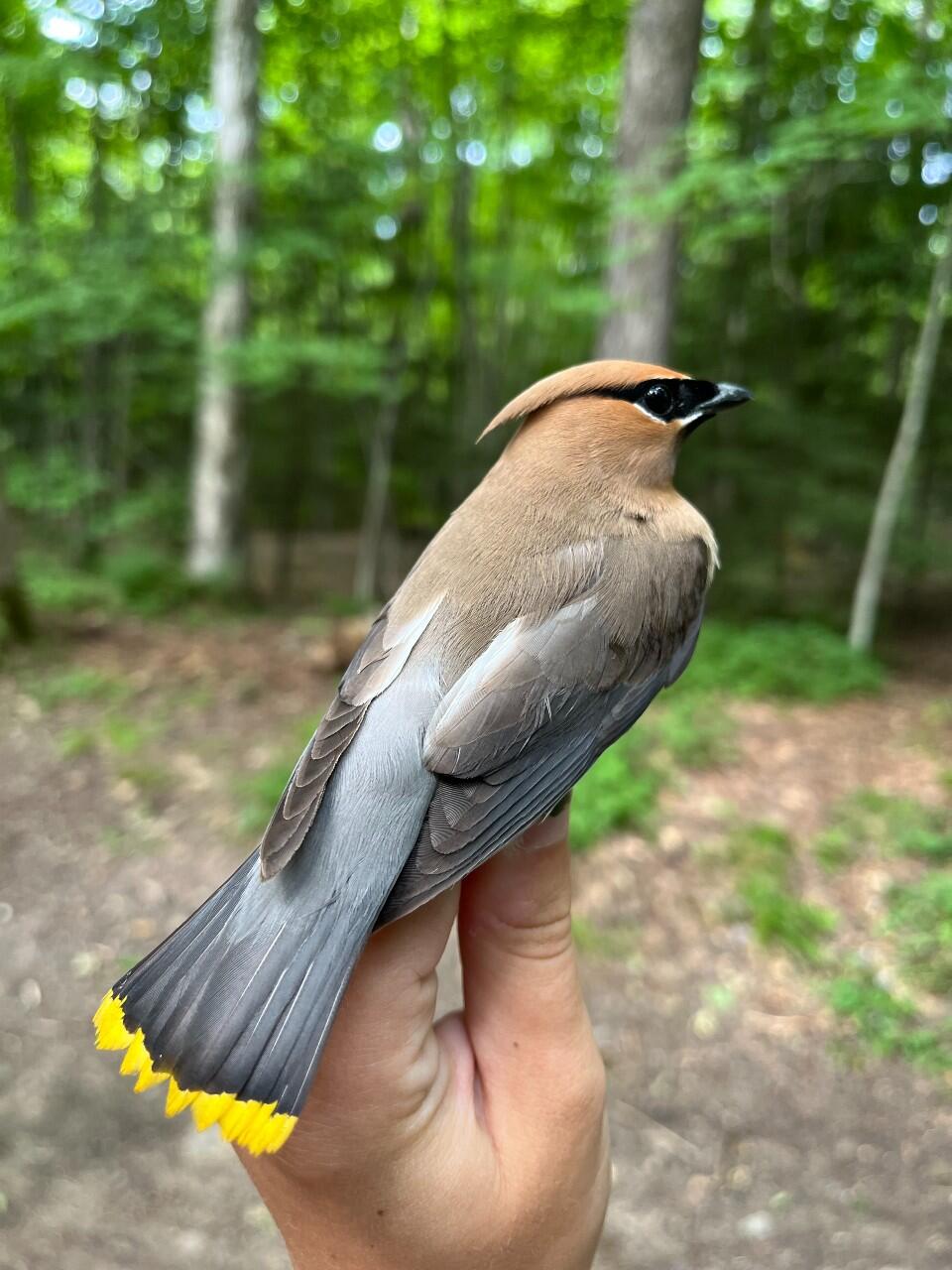 A young male Cedar Waxwing, hatched last year, shows off his bright yellow tail-tips and lack of namesake waxy tips on his wings.