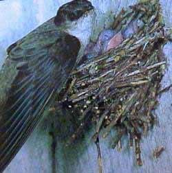 Adult Chimney Swift at Nest
