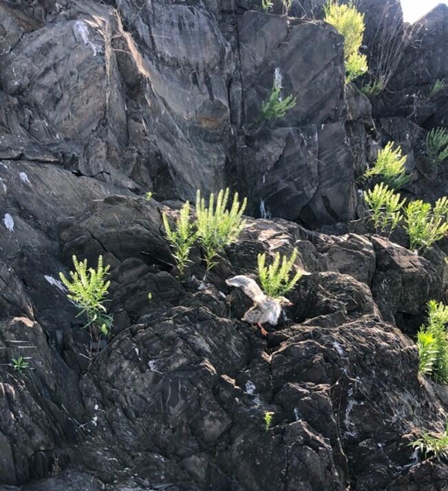 Common Tern chick on the edge of Popasquash Island.