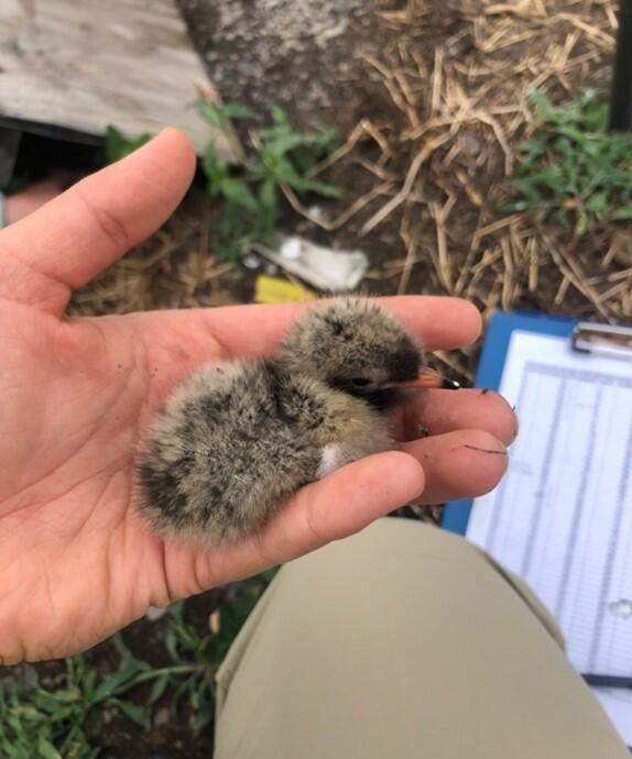 Common Tern Chick