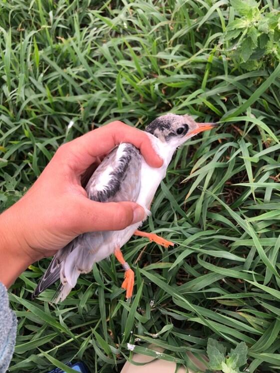 Common Tern Fledgling