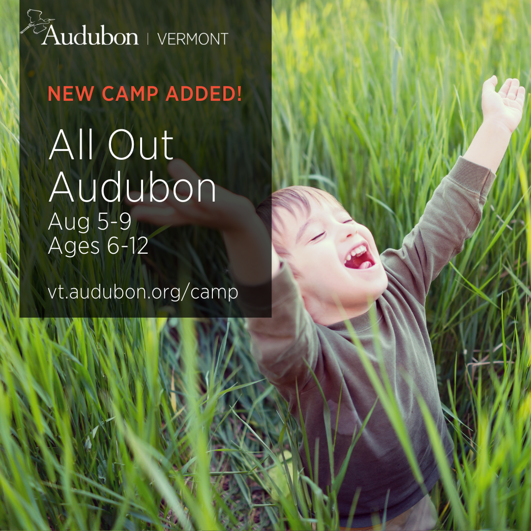 child in field of tall grass throws arms up in the air with joy. text advertises All Out Audubon camp