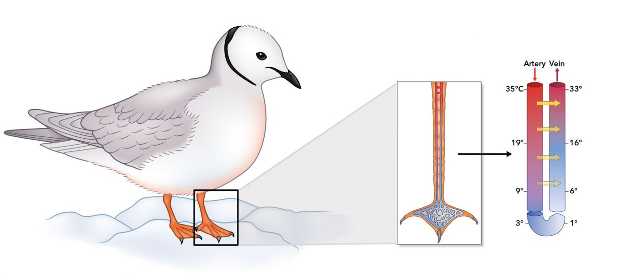 Counter current heat exchange gull Counter current heat exchange gull