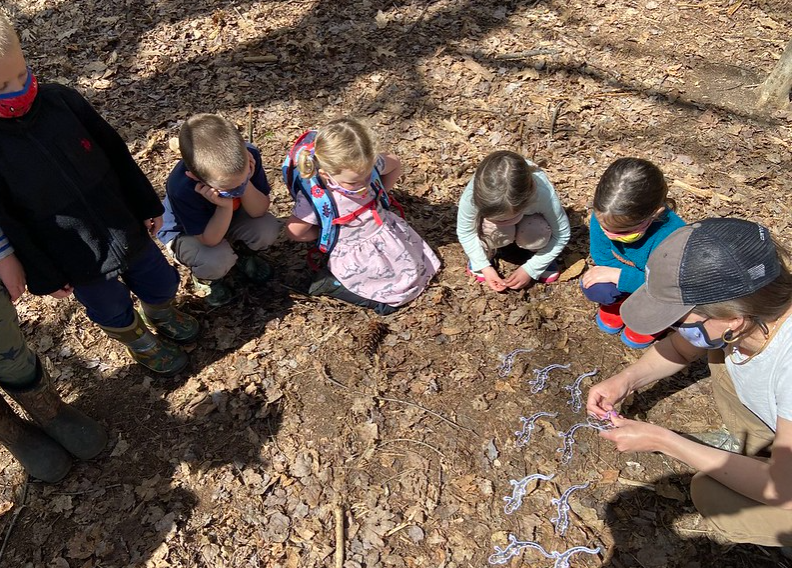 Spotted salamdners