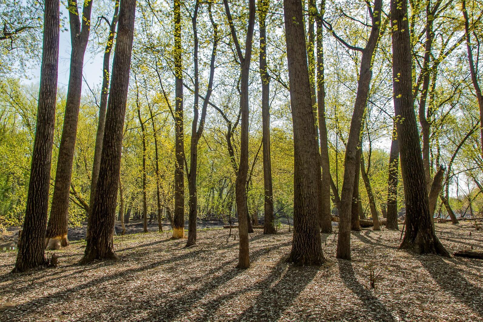 A stand of Cottonwoods in a floodplain forest, bathed in sunlight.