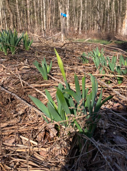 Daffodil buds