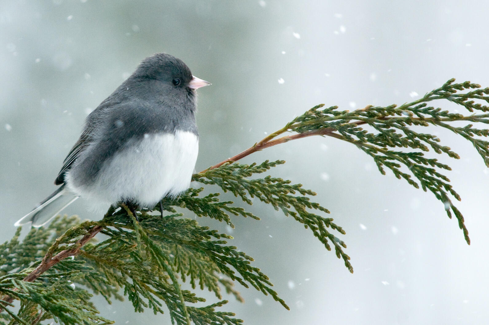Dark-eyed Junco Dark-eyed Junco