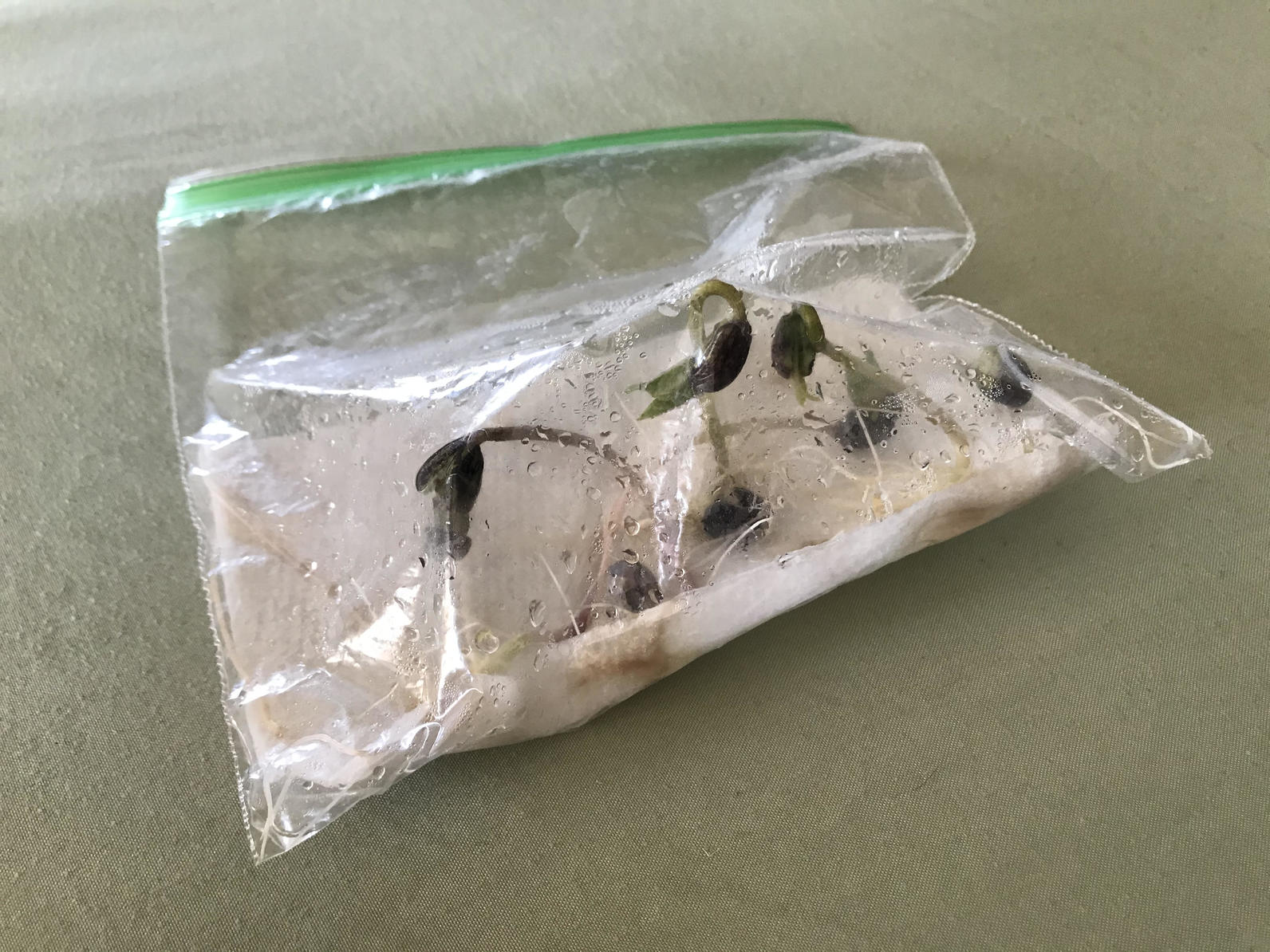 Sprout Bag