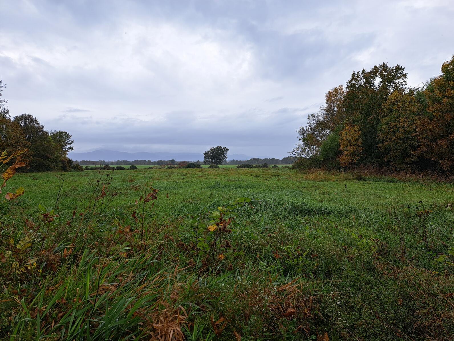 field view