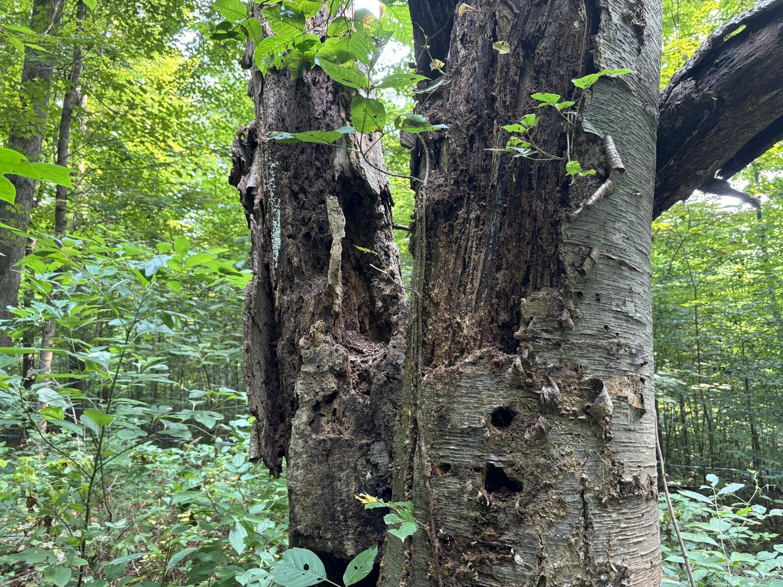 A "snag" or dead standing tree with holes for birds to nest and forage. A "snag" or dead standing tree with holes for birds to nest and forage.