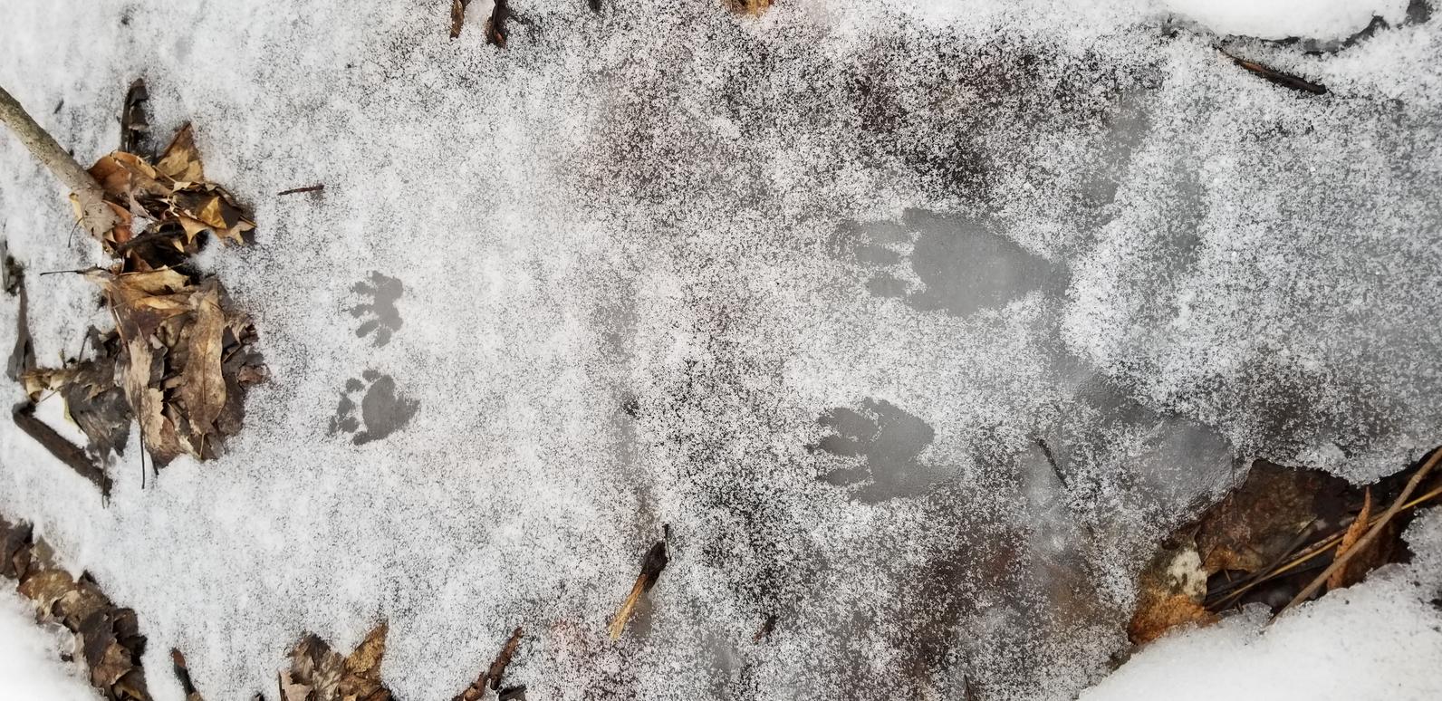 Racoon Tracks in dusting of snow