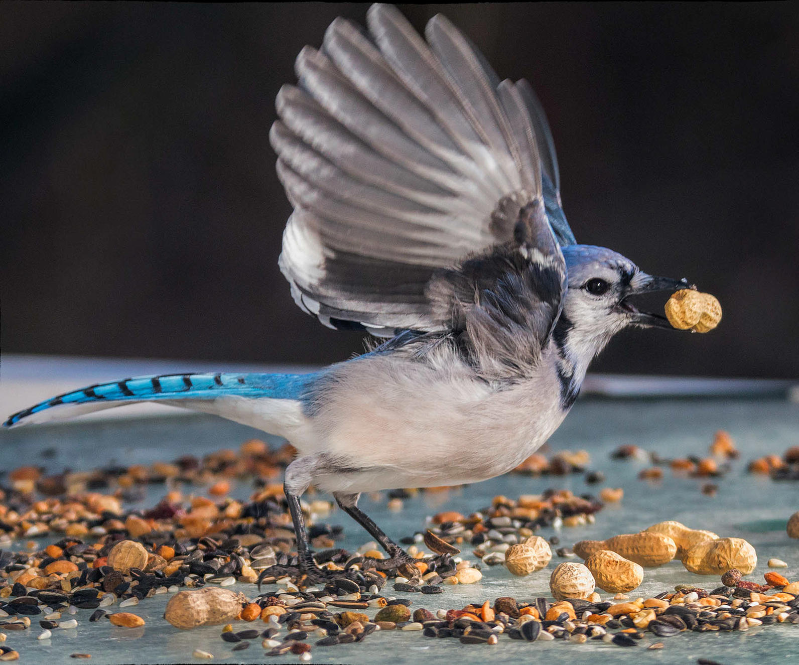 Blue Jay Blue Jay