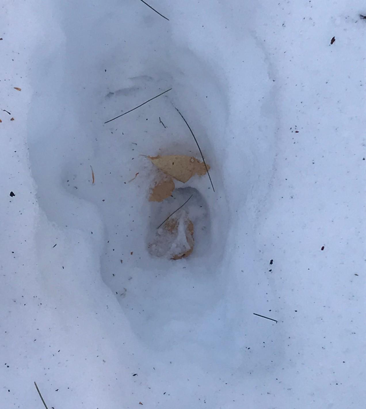 deer track