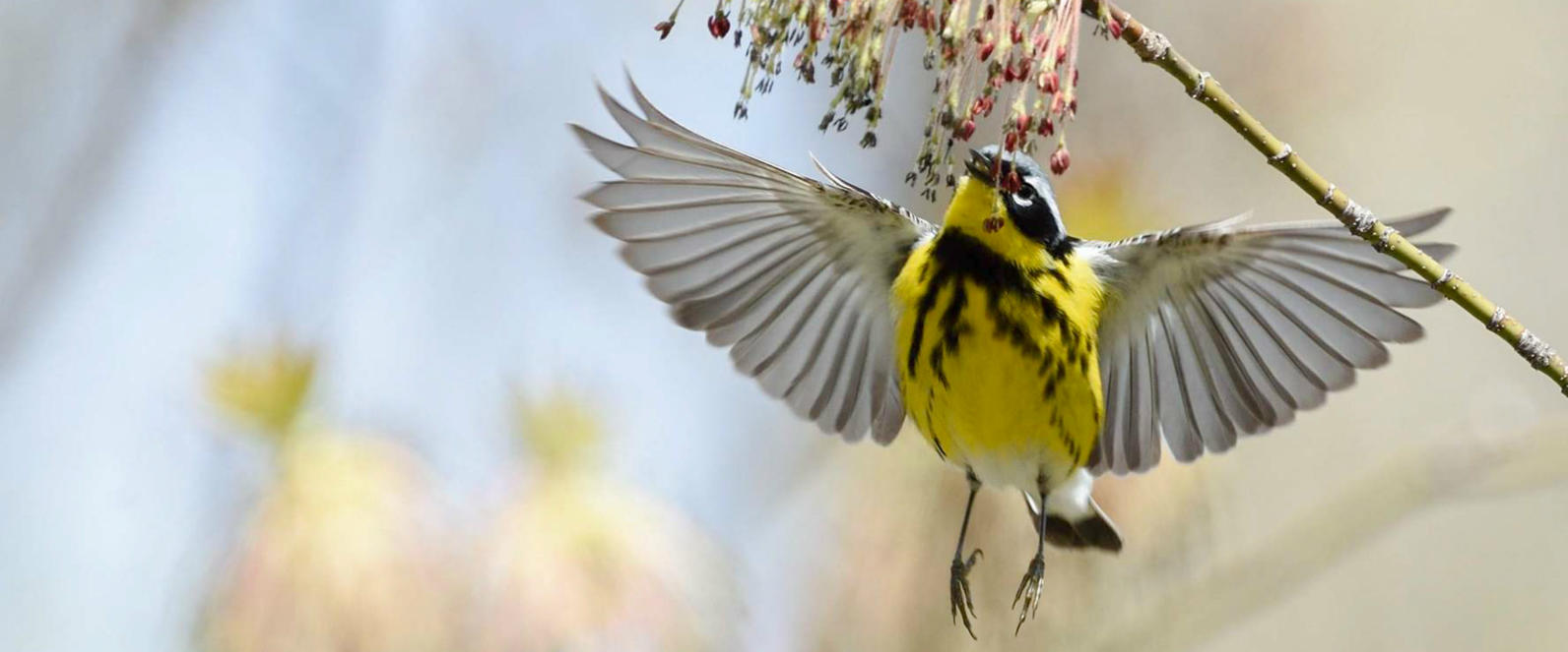 Magnolia Warbler Magnolia Warbler